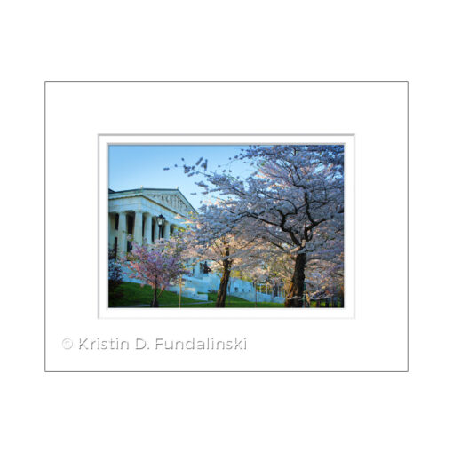 Fundalinski - Cherry Blossoms, Buffalo History Museum